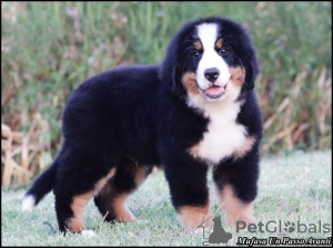 Photos supplémentaires: Chiots Bouvier Bernois