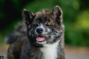 Photo №2 de l'annonce № 3598 de la vente akita (chien) - acheter à Ukraine annonce privée