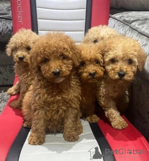 Photo №1. chien bâtard - à vendre en ville de Basel | 500€ | Annonce №172058