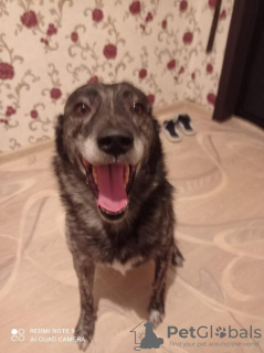 Photo №2 de l'annonce № 8134 de la vente chien bâtard - acheter à Fédération de Russie annonce privée