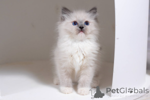 Photo №1. ragdoll - à vendre en ville de Washington | 533€ | Annonce № 178264