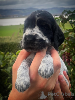 Photo №2 de l'annonce № 159140 de la vente cocker spaniel anglais - acheter à France éleveur