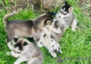 Photo №2 de l'annonce № 62730 de la vente husky de sibérie - acheter à Allemagne annonce privée