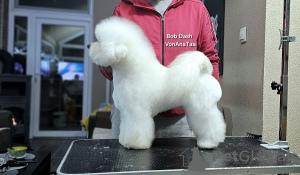 Photo №4. Je vais vendre bichon à poil frisé en ville de Leskovac.  - prix - Gratuit