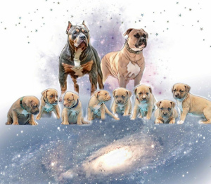 Photo №3. Des chiots sympas pour les plus dignes. Fédération de Russie