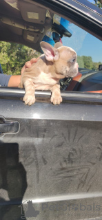 Photos supplémentaires: chiots bouledogue français bleu merle