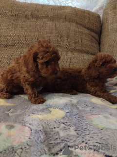 Photo №2 de l'annonce № 125847 de la vente caniche (jouet) - acheter à Serbie 