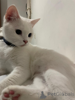 Photo №2 de l'annonce № 140116 de la vente  - acheter à Turquie annonce privée