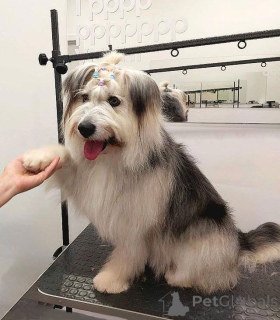 Photo №3. Le jeune petit chien Pear cherche un foyer. Fédération de Russie