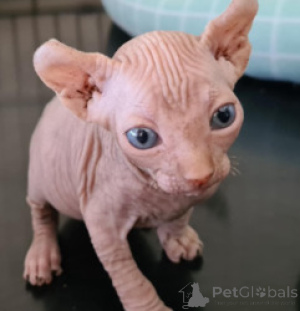 Photo №1. sphynx - à vendre en ville de Baden-Baden | 550€ | Annonce № 163693