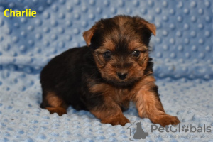 Photo №4. Je vais vendre yorkshire terrier en ville de State Line.  - prix - Gratuit