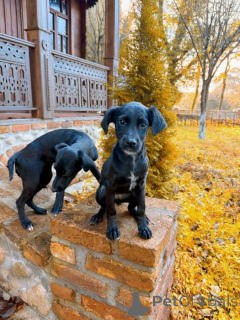 Photo №4. Je vais vendre chien bâtard en ville de Rivière moscou. annonce privée - prix - Gratuit