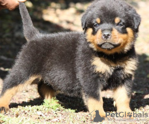 Photo №1. rottweiler - à vendre en ville de Дублин | 250€ | Annonce №117831