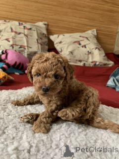 Photo №1. caniche (jouet) - à vendre en ville de Barsel | Gratuit | Annonce №169598