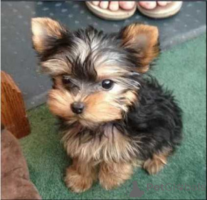 Photo №2 de l'annonce № 136525 de la vente yorkshire terrier - acheter à Suisse annonce privée