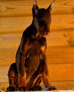 Photo №4. Je vais vendre dobermann en ville de Гамбург. annonce privée - prix - 950€