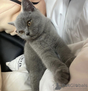 Photo №3. chaton british shorthair. Allemagne