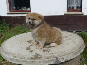 Photo №1. akita (chien) - à vendre en ville de Aacheur | 350€ | Annonce №147549