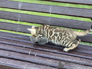 Photo №2 de l'annonce № 40295 de la vente bengal - acheter à Italie annonce privée, de la fourrière, éleveur