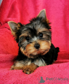 Photo №2 de l'annonce № 123408 de la vente yorkshire terrier - acheter à Grèce annonce privée