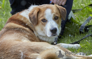 Photos supplémentaires: Chiot mignon entre de bonnes mains.