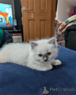 Photo №1. ragdoll - à vendre en ville de Dietzenbach | 350€ | Annonce № 154586