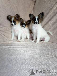 Photo №2 de l'annonce № 169125 de la vente papillon - acheter à Biélorussie éleveur