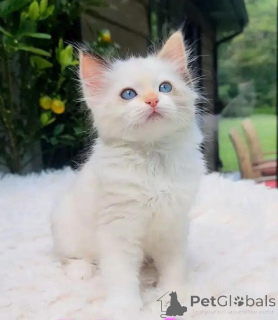 Photo №1. ragdoll - à vendre en ville de Rhin-Palatz | 580€ | Annonce № 176010
