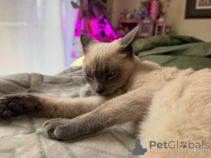 Photo №2 de l'annonce № 158836 de la vente siamois - acheter à France éleveur