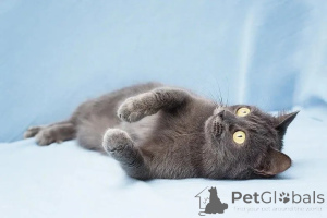 Photo №4. Je vais vendre  en ville de Москва.  - prix - Gratuit