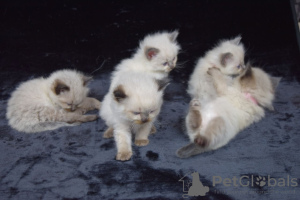 Photo №1. ragdoll - à vendre en ville de Ruidoso | 331€ | Annonce № 112154