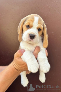 Photo №3. Chiots Beagle des meilleurs parents d'exposition. Serbie