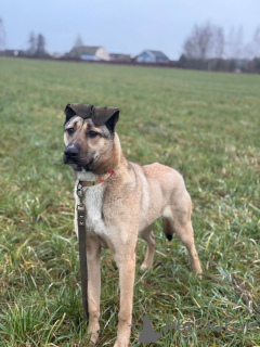 Photo №2 de l'annonce № 161044 de la vente chien bâtard - acheter à Fédération de Russie annonce privée