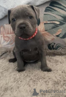 Photo №1. american staffordshire terrier - à vendre en ville de Wiesbaden | 663€ | Annonce №108833