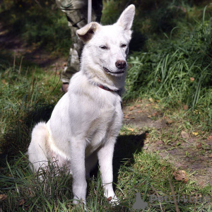 Photos supplémentaires: La chienne blanche Gerda recherche une famille aimante.