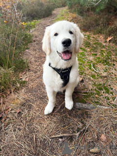 Photo №1. golden retriever - à vendre en ville de Mauvaise vilbel | négocié | Annonce №157843