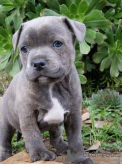 Photo №2 de l'annonce № 44740 de la vente staffordshire terrier anglais - acheter à USA annonce privée