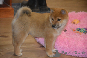 Photo №1. shiba - à vendre en ville de Liberec | Gratuit | Annonce №123768