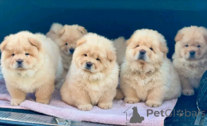 Photo №1. chow-chow - à vendre en ville de Флорида Сити | 1063€ | Annonce №138951
