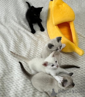 Photo №1. cornish rex - à vendre en ville de Weddingstedt | 350€ | Annonce № 169814