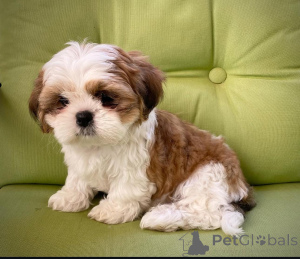 Photo №2 de l'annonce № 159467 de la vente shih tzu - acheter à La finlande 