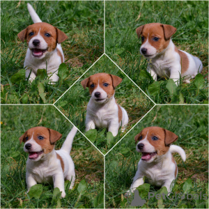 Photos supplémentaires: Réservation des chiots Jack Russell du chenil pour mai-juin