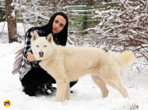 Photo №1. husky de sibérie - à vendre en ville de Sergiev Posad | 72€ | Annonce №2924