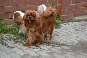 Photo №4. Je vais vendre cavalier king charles spaniel en ville de Екатеринбург. éleveur - prix - Négocié