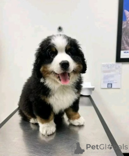Photo №3. Wunderschöner Berner Sennenhundwelpe sucht ein neues Zuhause!. Allemagne