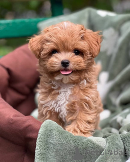 Photo №3. Chiots Maltipoo élevés dans une maison familiale. Allemagne