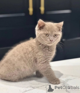 Photo №2 de l'annonce № 155694 de la vente british shorthair - acheter à Suède annonce privée