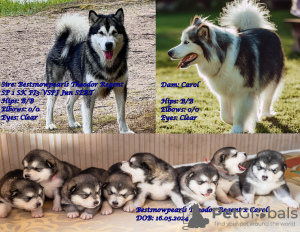 Photo №1. malamute de l'alaska - à vendre en ville de Хаапсалу | négocié | Annonce №108125