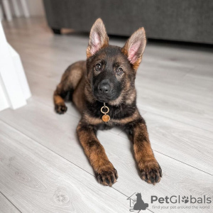 Photo №3. Chiots berger allemand. Bulgarie