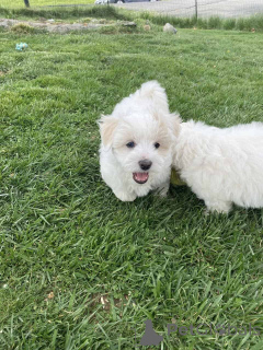 Photo №1. maltipu - à vendre en ville de Berlin | 900€ | Annonce №149850